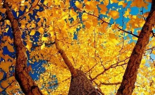 银杏银杏影院银杏,银杏树下的光影盛宴