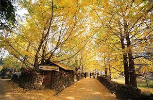 银杏银杏影院银杏,银杏树下的光影盛宴